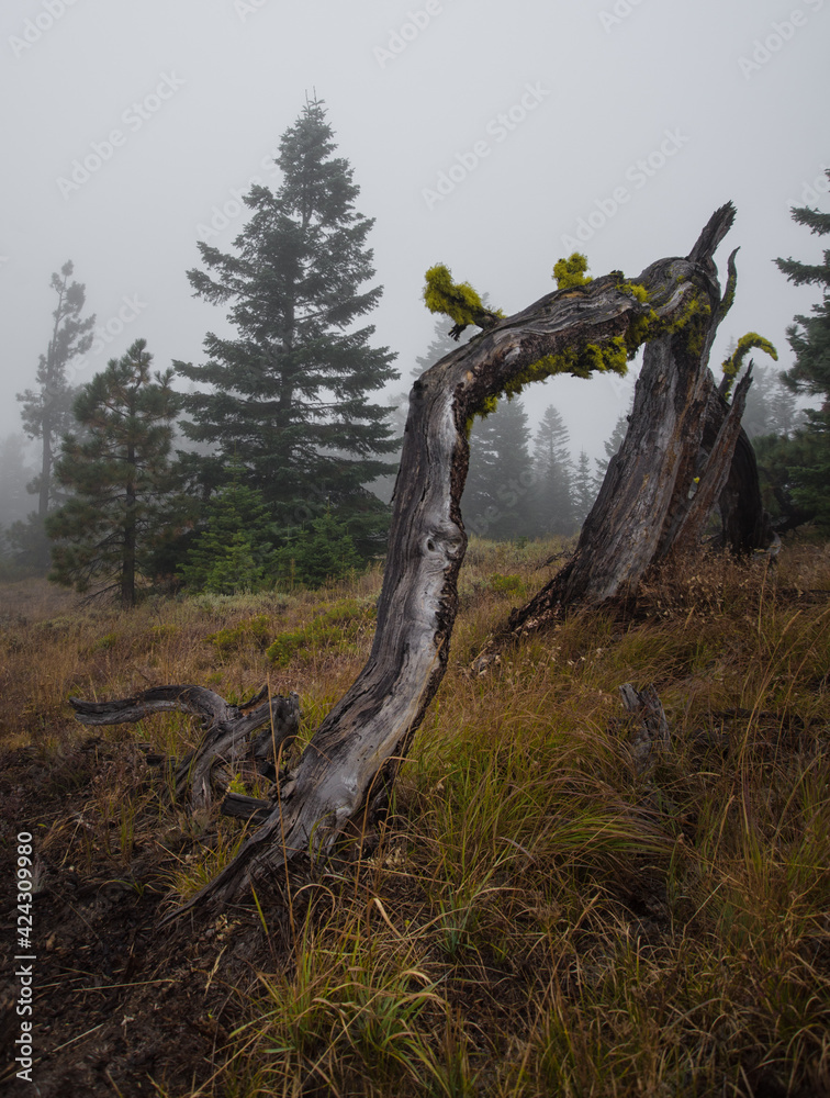 Fototapeta premium old forest dead tree snag at .Signal Peak on the Yakima Indian Resevation