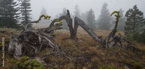 Lone creepy snag tree foggy forest at Signal Peak on the Yakima Indian Reservation