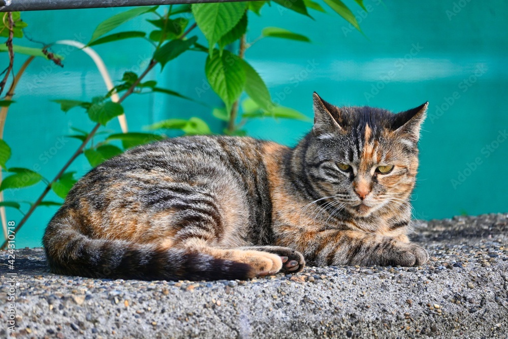 Obraz premium 塀の上でくつろぐキジトラ猫