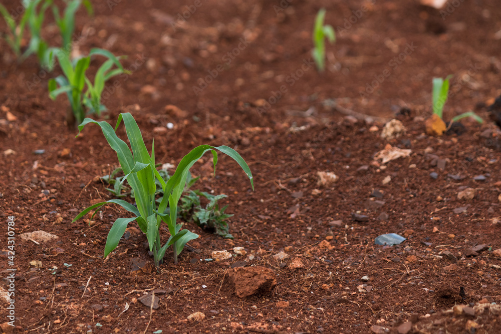Small corn plantation in the city. Small corn plantation in the city.