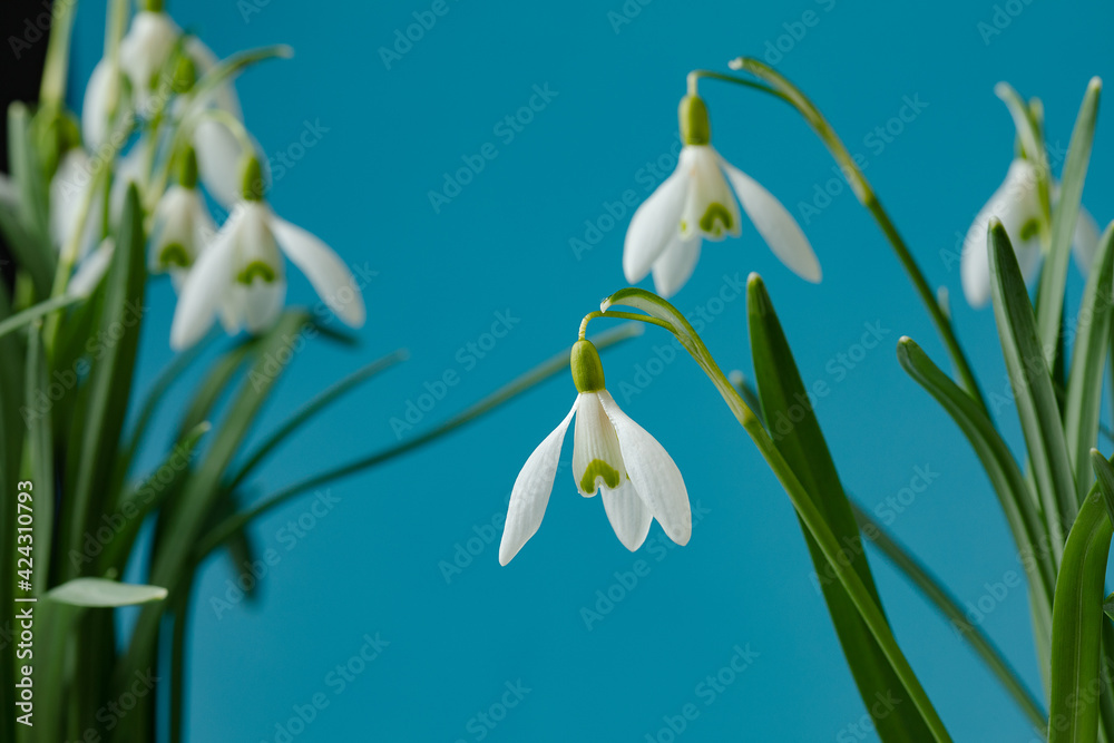 Galanthus nivalis. Snowdrops on the blue background. Springtime symbol.
