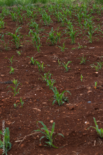 Small corn plantation in the city.