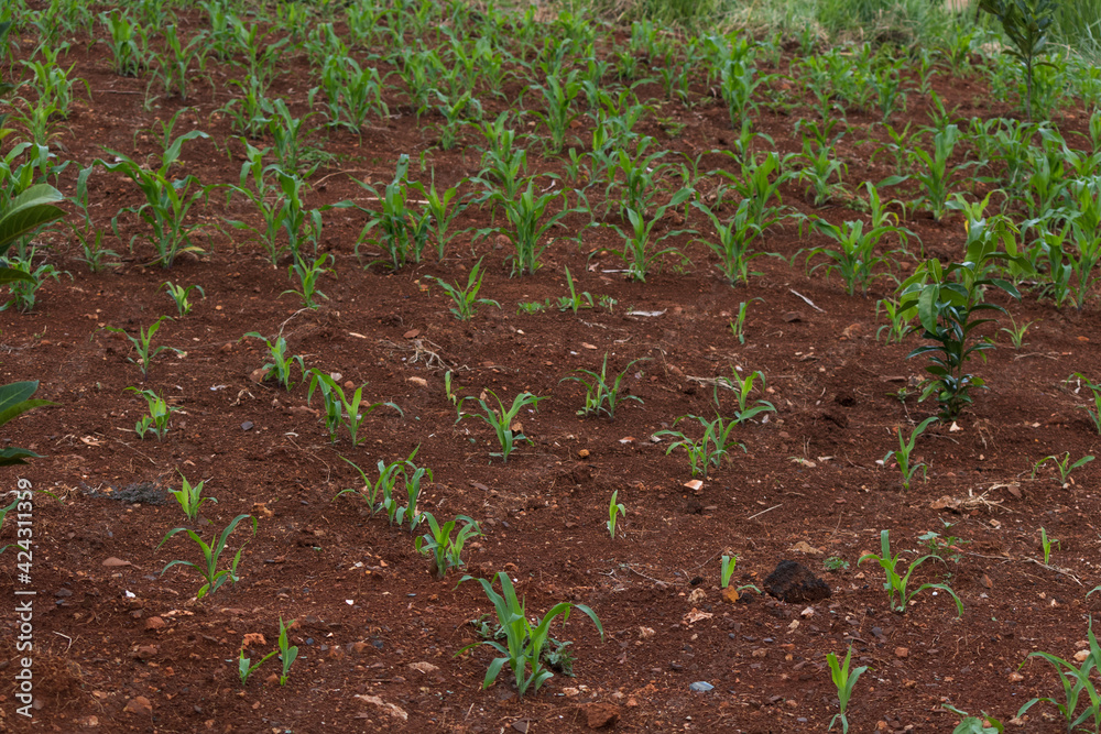 Small corn plantation in the city. Small corn plantation in the city.