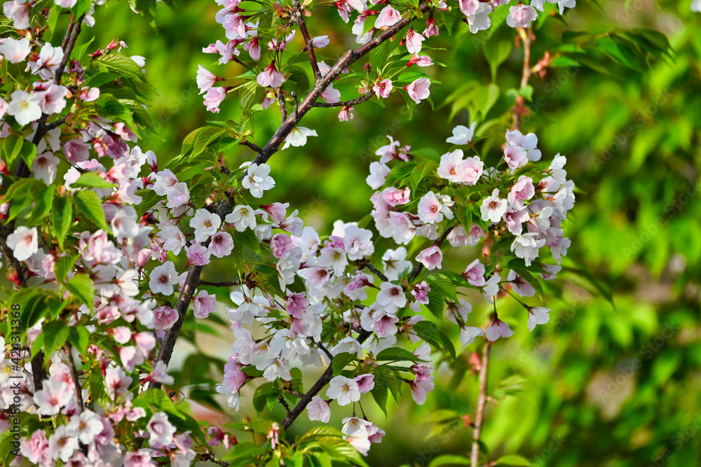 満開の浜桜 満開の浜桜