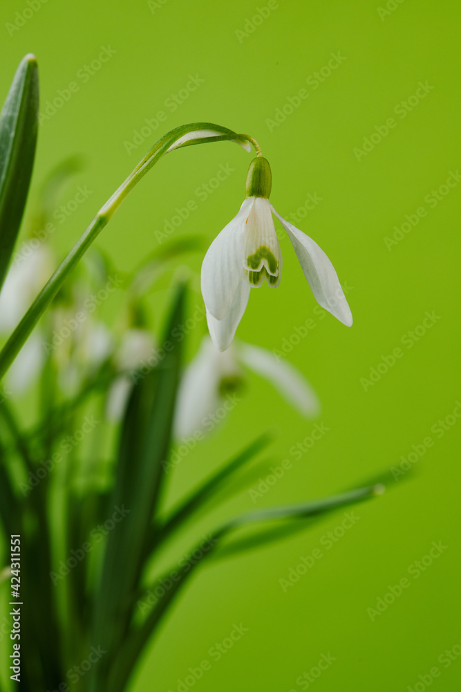 Galanthus nivalis. Snowdrops on the green background. Springtime symbol. Galanthus nivalis. Snowdrops on the green background. Springtime symbol.