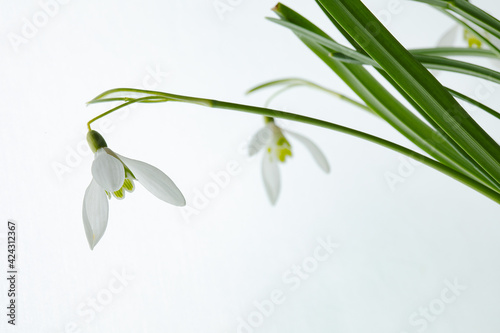 Galanthus nivalis. Snowdrops on the white background. Springtime symbol.