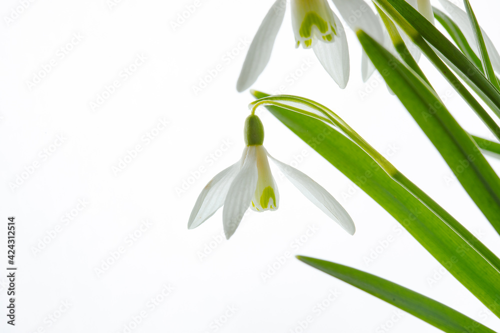 Galanthus nivalis. Snowdrops on the white background. Springtime symbol. Galanthus nivalis. Snowdrops on the white background. Springtime symbol.