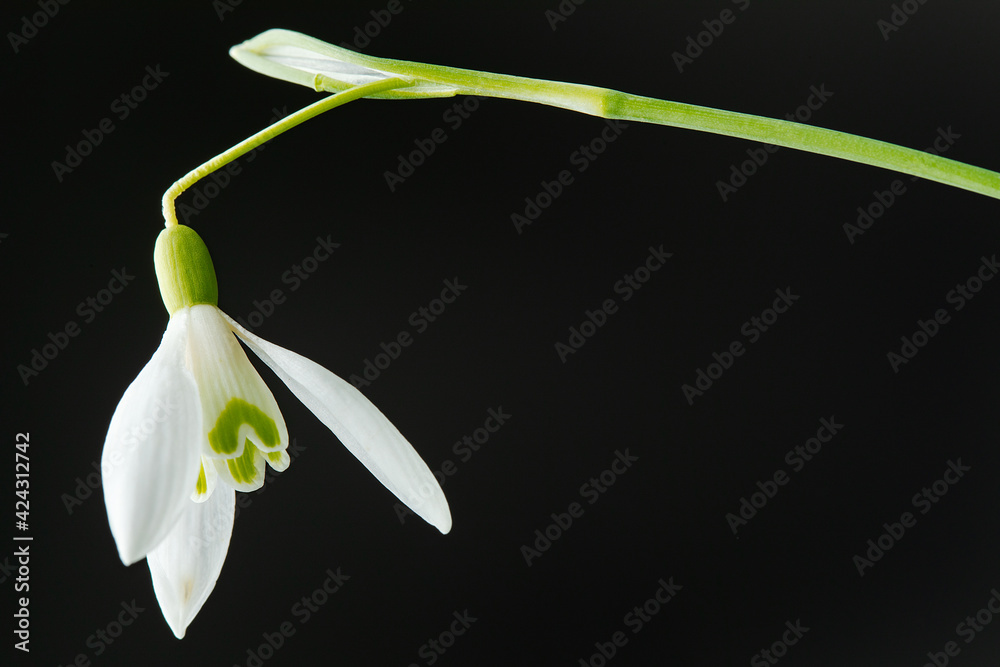 Fototapeta premium Galanthus nivalis. Snowdrops on the black background. Springtime symbol.