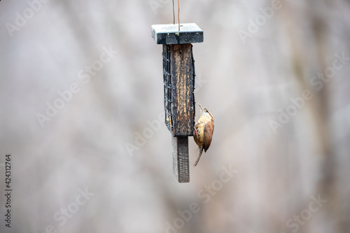 carolina wren at suet feeder in winter