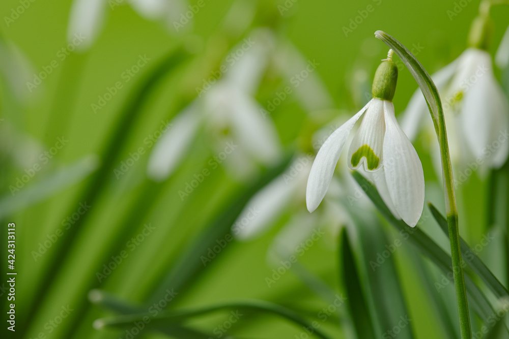 Galanthus nivalis. Snowdrops on the green background. Springtime symbol. Galanthus nivalis. Snowdrops on the green background. Springtime symbol.