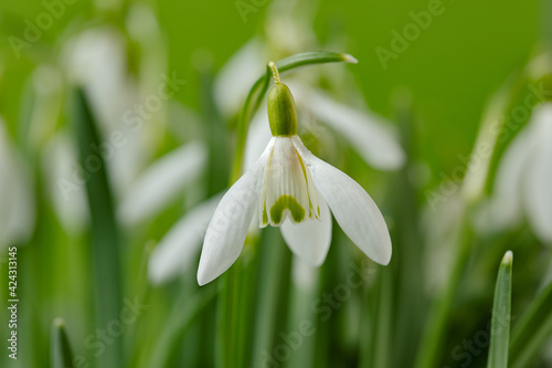 Fototapeta Naklejka Na Ścianę i Meble -  Galanthus nivalis. Snowdrops on the green background. Springtime symbol.