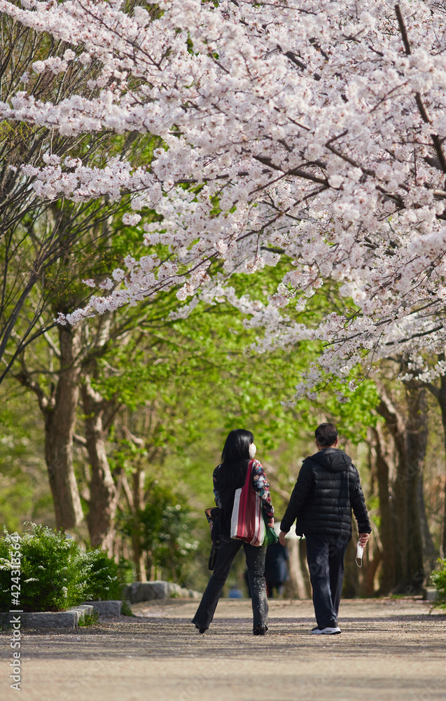 春の桜満開の公園で花見している人々の姿 春の桜満開の公園で花見している人々の姿