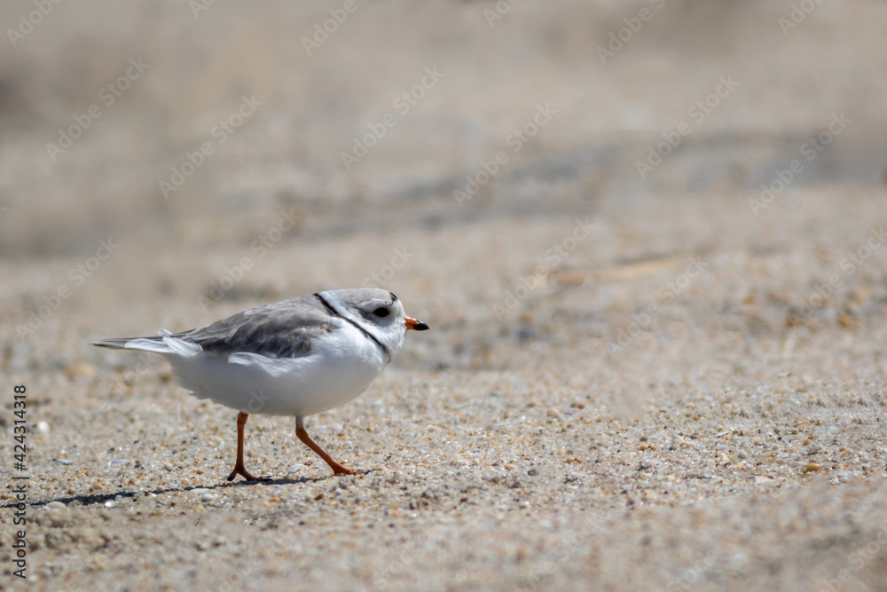 Piping Plover (Charadrius melodus) walking on Sandy Hook, NJ, beach on sunny spring morning Piping Plover (Charadrius melodus) walking on Sandy Hook, NJ, beach on sunny spring morning