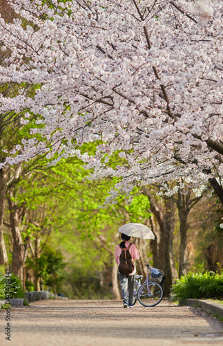 Fototapeta Naklejka Na Ścianę i Meble -  春の桜満開の公園で花見している女性の姿