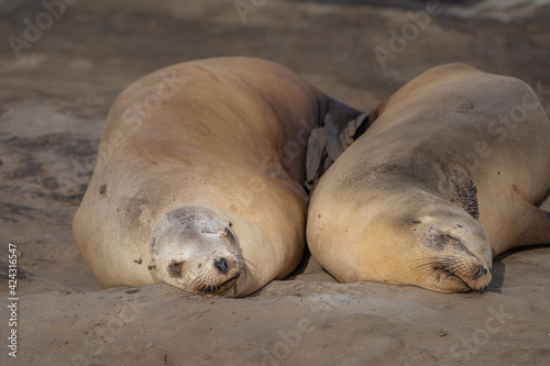 2021-03-31 TWO TWIN SEA LIONS SLEEPING ON A BEACH
