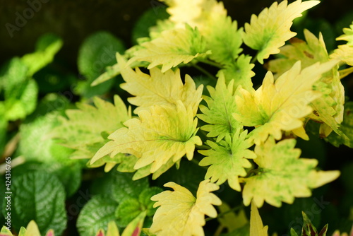 Yellow Coleus or Painted nettle (Solenostemon scutellarioides), Decoration leaf plant in a garden, Spring season