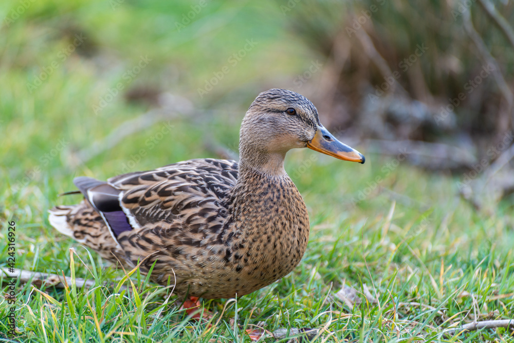 duck on the grass duck on the grass