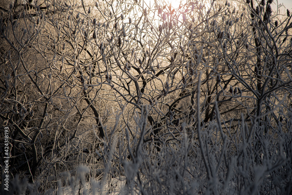 backlit Frosted vegetation in winter backlit Frosted vegetation in winter