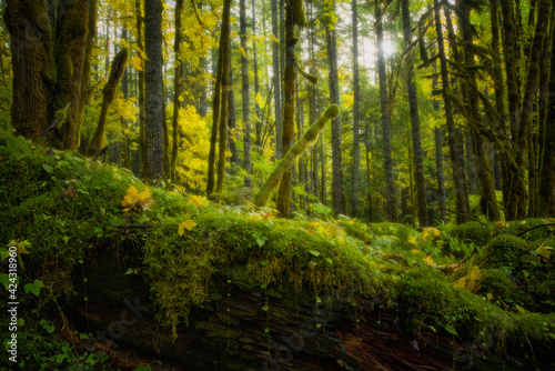 Peaceful magical forest scene fall near lower lewis falls in gifford pinchot national forest photo