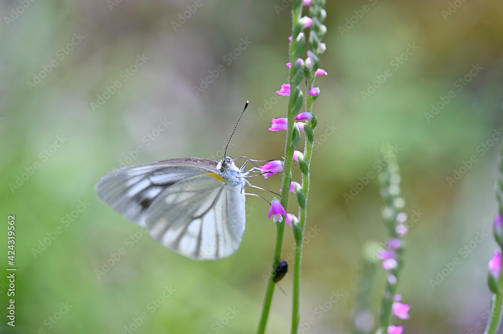 Naklejka premium モンシロチョウ