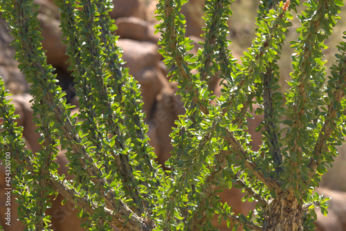 Ocotillo (Fouquieria splendens) are one of easiest plants to identify in the desert. photo