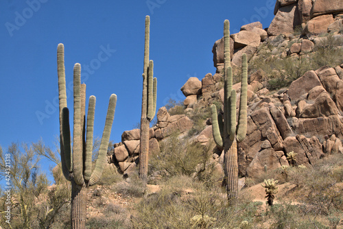 Tall Saguaro Cactus growing in the rocky boulders of Scottsdale, Arizona