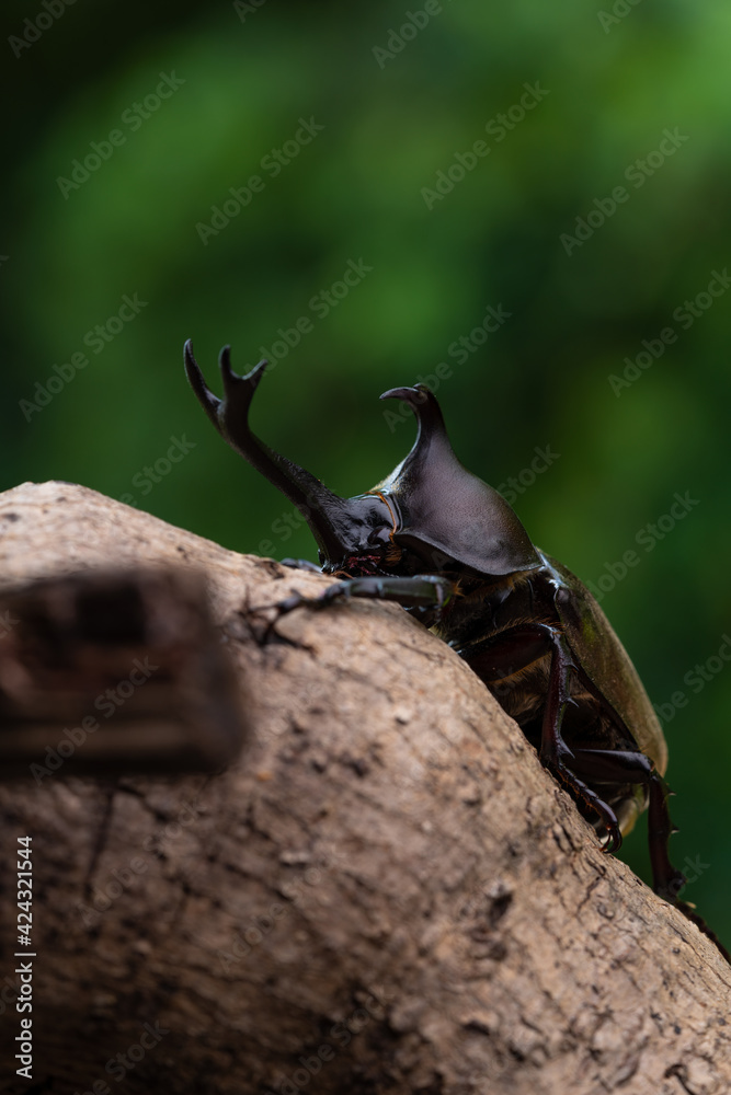 森で木にしがみ付くオスのカブトム 森で木にしがみ付くオスのカブトム