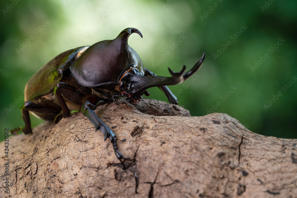 森で木にしがみ付くオスのカブトム 森で木にしがみ付くオスのカブトム