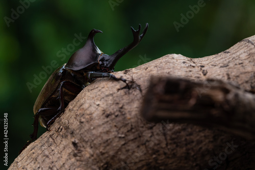 森で木にしがみ付くオスのカブトム