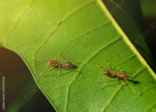 Two red ants were perched on the leaf of a mango. © Zblaster