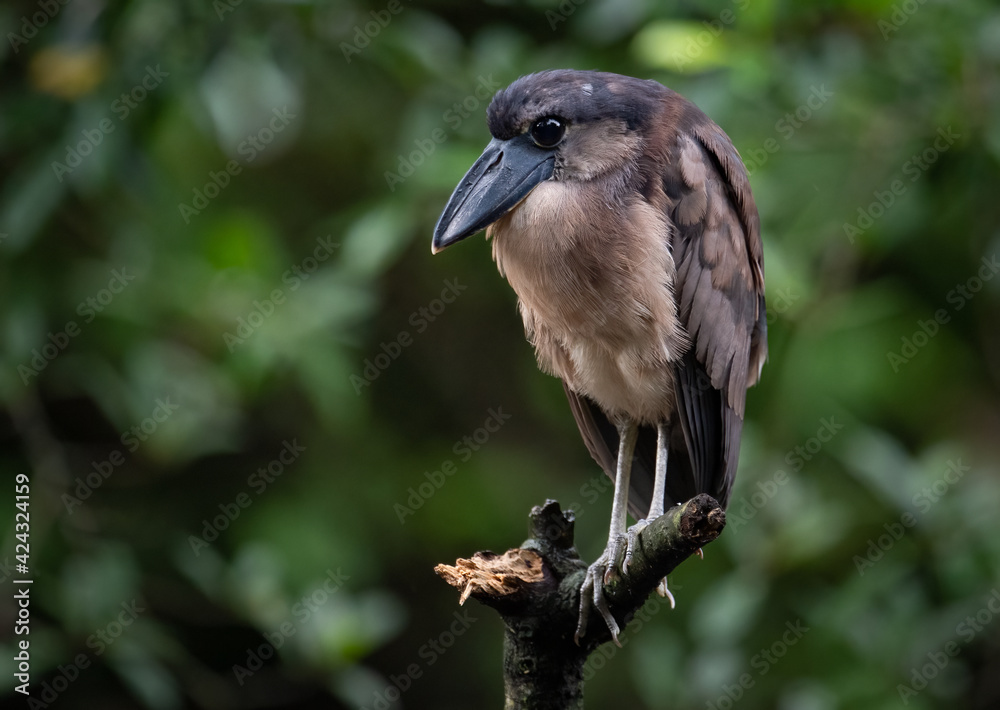 Fototapeta premium Boat Billed Heron in Costa Rica 