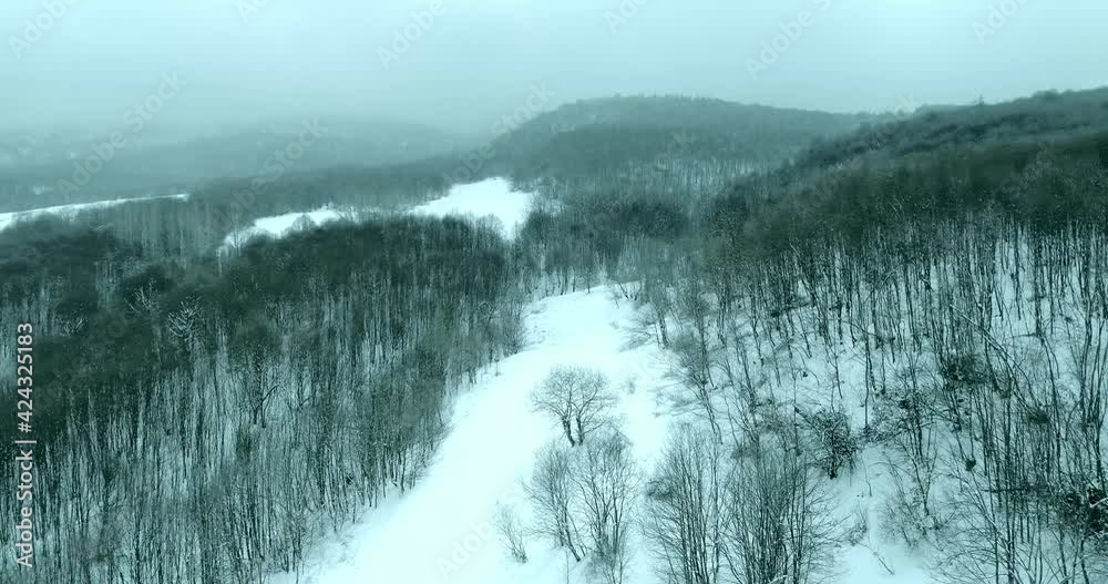 Beautiful snow-covered trees of spruce and pine in the forest. winter landscape, snowy winter in the forest