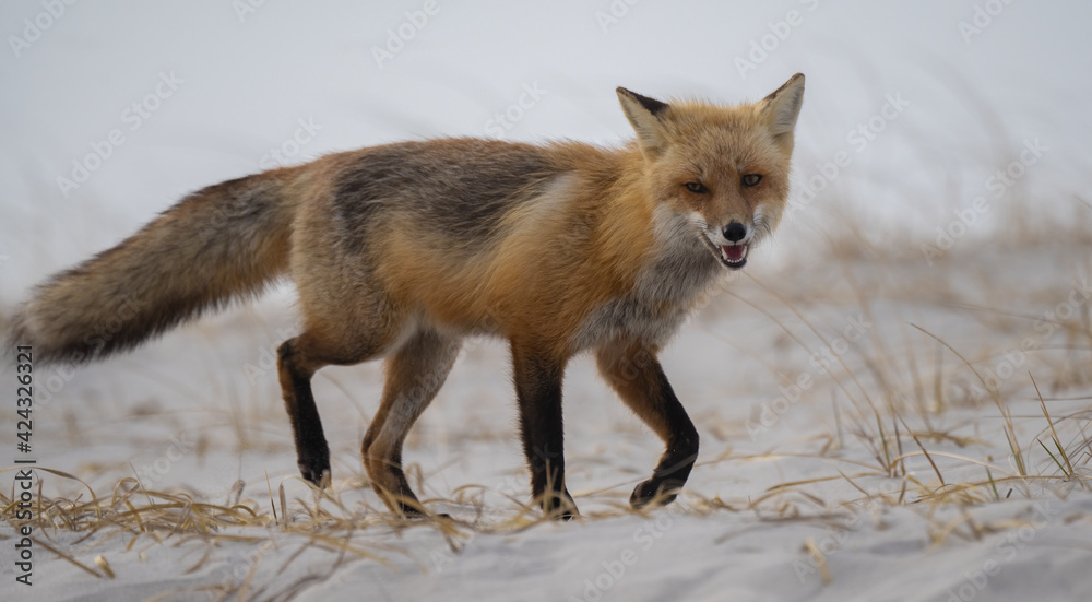 Obraz premium Red Fox at the Beach in New Jersey 