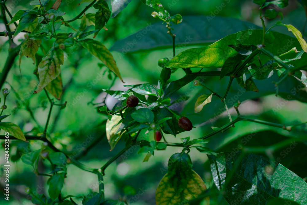 arbusto de chiles rojos y verdes arbusto de chiles rojos y verdes