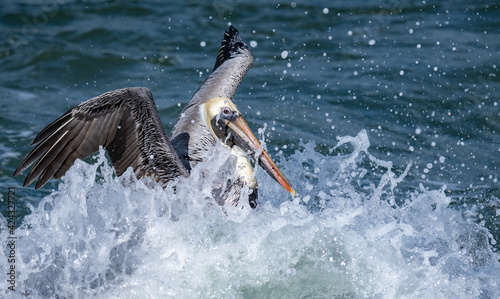 Pelican in Florida 