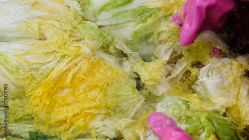 Washing cabbage to make kimchi