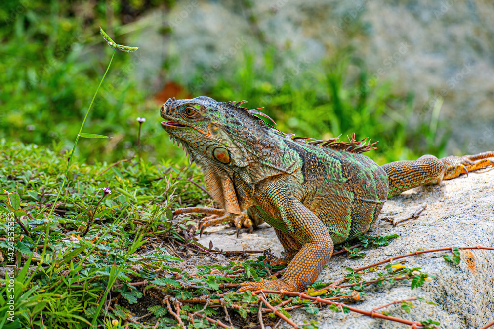 Green lizards iguana. Iguana lizard on a stone. Green lizards iguana. Iguana lizard on a stone.