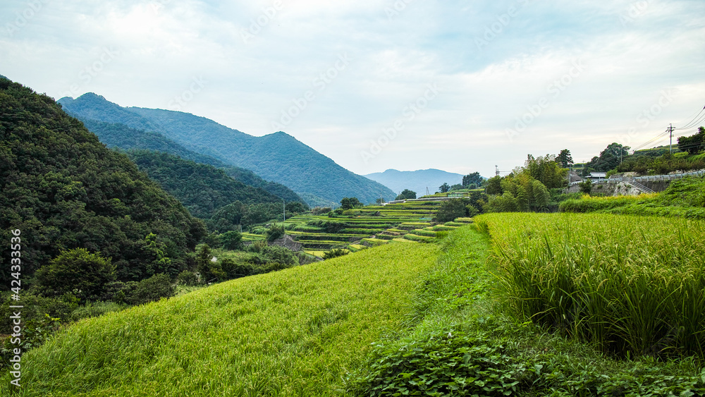 小豆島の棚田