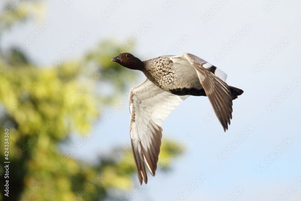 Australian Wood Duck in flight Australian Wood Duck in flight