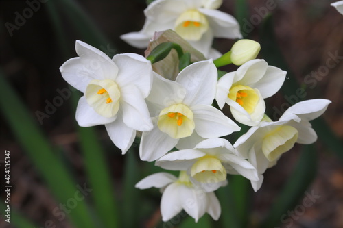 早春の花壇に咲くフサザキスイセンの白い花