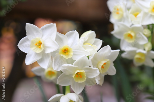 Fototapeta Naklejka Na Ścianę i Meble -  早春の花壇に咲くフサザキスイセンの白い花