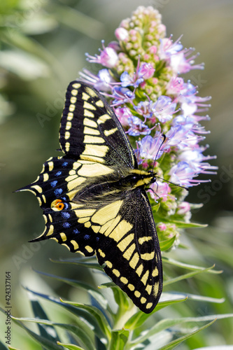 Anise Swallowtail feeding off Pride of Madeira. Santa Clara County, California, USA. photo