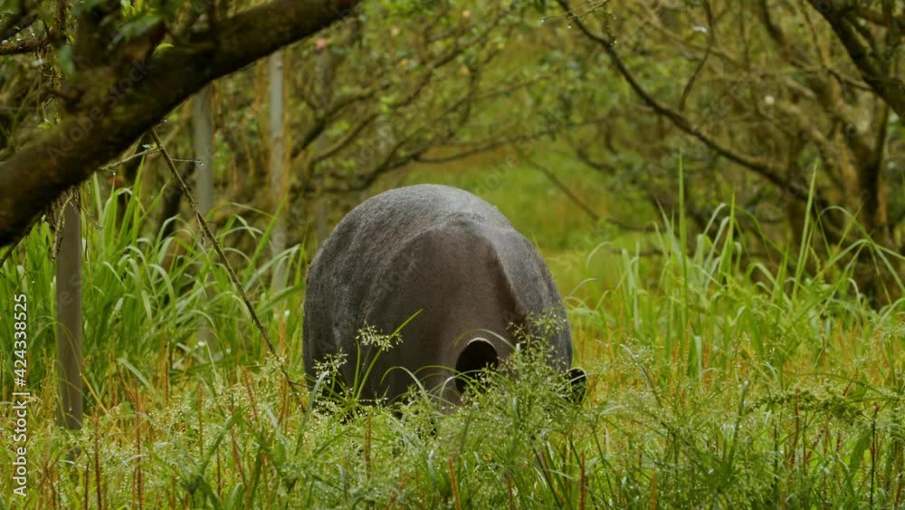 Anta comendo grama na Mata Atlântica / Tapir eating grass in the Atlantic Forest