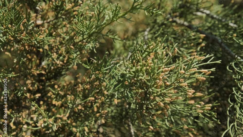 Close up branch of cypress tree with pollen, spring allergy pathogen. Close up branch of cypress tree with pollen, spring allergy pathogen.
