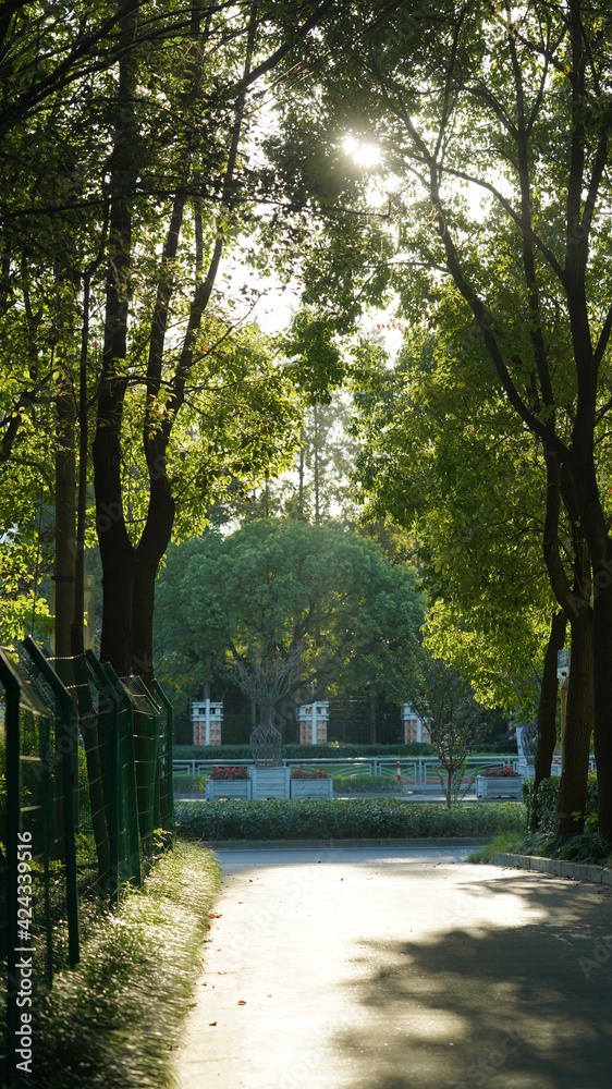 Obraz premium The sunset sunlight running through the leaves of the trees