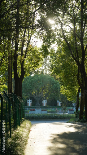 The sunset sunlight running through the leaves of the trees