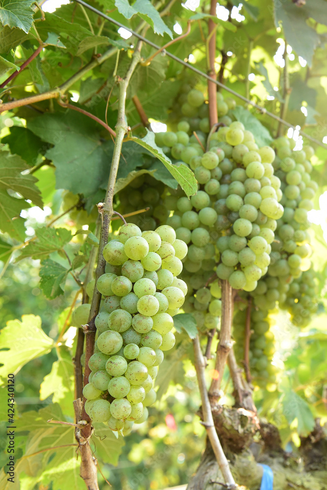 Vine and bunch of white grapes in garden Vine and bunch of white grapes in garden