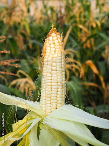 White corn (Zea mays) in a soft blur pattern with green leaves, macro blur background.