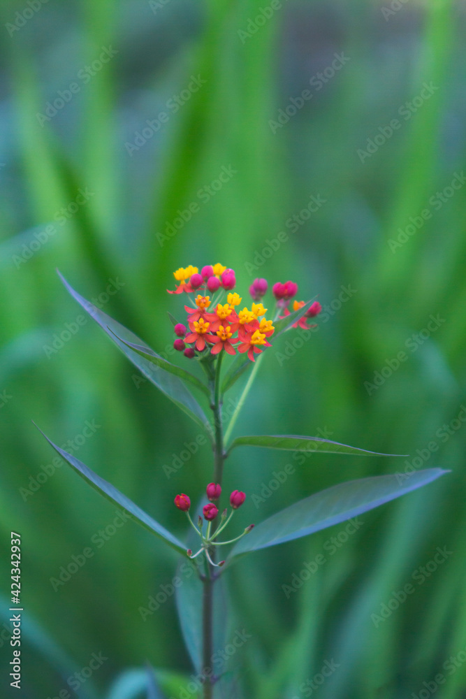 Obraz premium Lantana cute yellow and orange flowers with blur bokeh and space to write rectangular framing