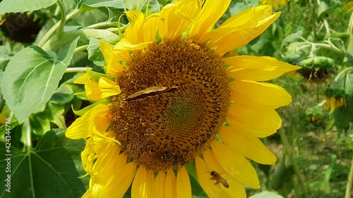 Close up of sunflower butterfly with honey bees